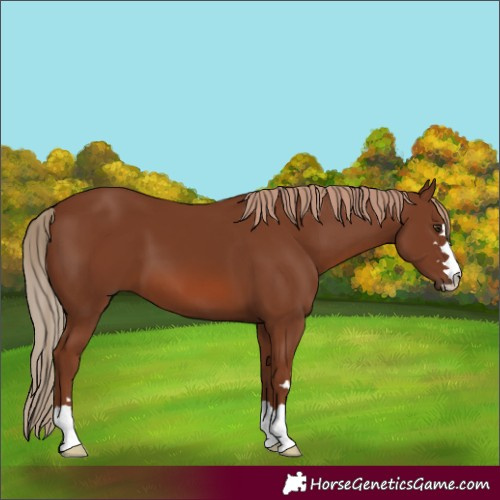 Horse Color:Chestnut 