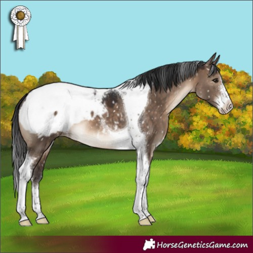 Horse Color:White Spotted Brown Dun Tobiano Appaloosa 