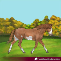Horse Color:Chestnut Splash Frame