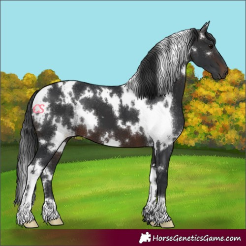 Horse Color:Unknown 