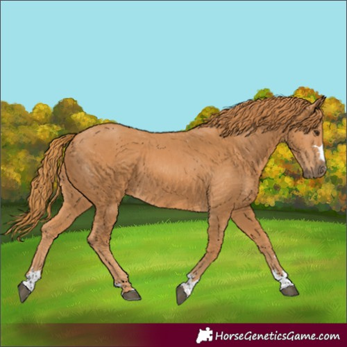 Horse Color:Chestnut 