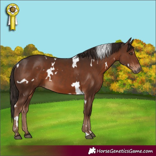 Horse Color:White Spotted Liver Chestnut 