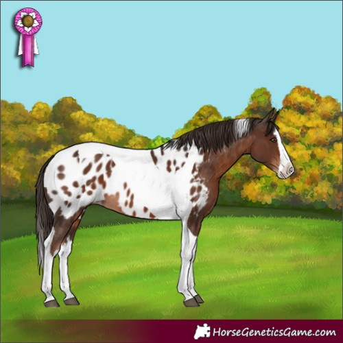Horse Color:Liver Chestnut Splash Tobiano Appaloosa