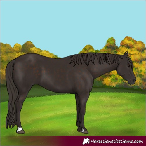 Horse Color:Liver Chestnut 
