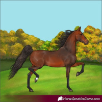 Horse Color:Bay 