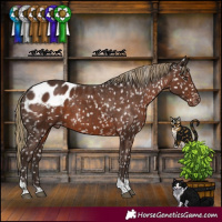 Horse Color:Liver Chestnut Tobiano Appaloosa 