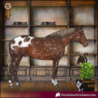 Horse Color:Liver Chestnut Tobiano Appaloosa