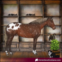 Horse Color:Liver Chestnut Tobiano Appaloosa 
