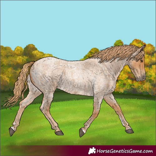 Horse Color:Red Roan 