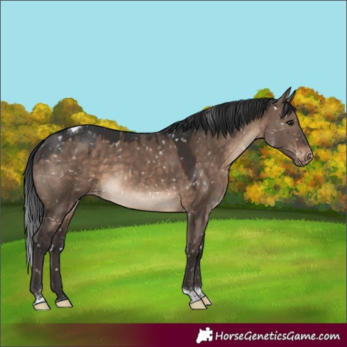 Horse Color:White Spotted Brown Dun Tobiano Appaloosa