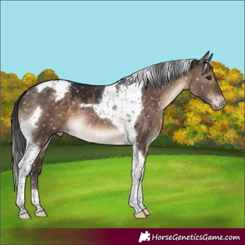 Horse Color:Brown Dun Tobiano Appaloosa