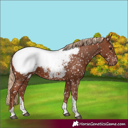 Horse Color:Chestnut Tobiano Appaloosa 