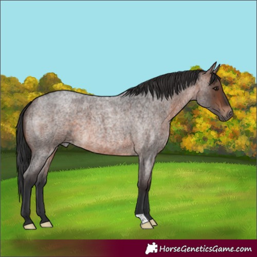 Horse Color:Brown Roan