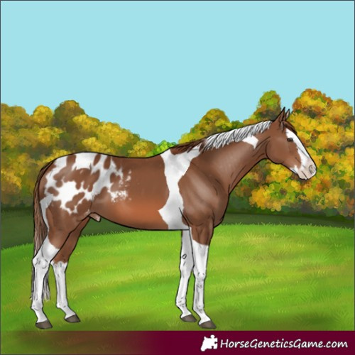Horse Color:Chestnut Splash Tobiano Appaloosa 