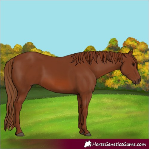 Horse Color:Chestnut 