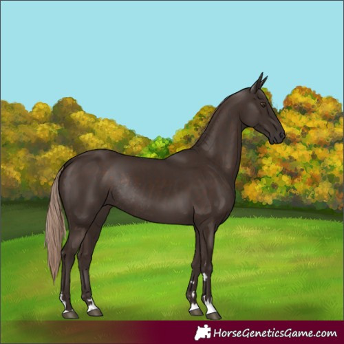 Horse Color:Liver Chestnut Rabicano 