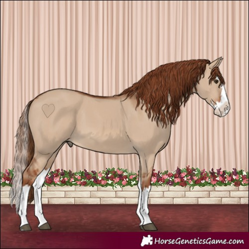 Horse Color:Red Dun Splash 
