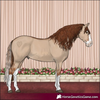 Horse Color:Red Dun Splash