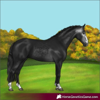 Horse Color:Gray Brown