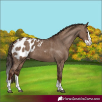 Horse Color:Liver Red Dun Splash Blanket 