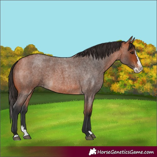 Horse Color:Bay Roan Splash 