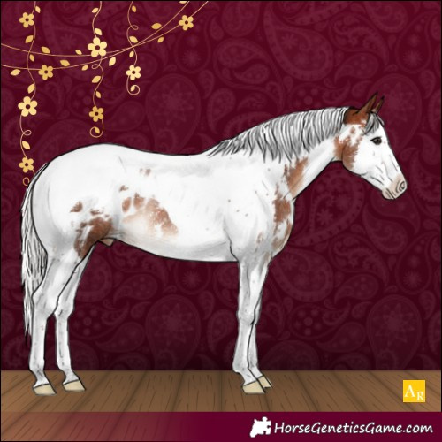 Horse Color:White Spotted Silver Brown Splash Tobiano Appaloosa Rabicano 