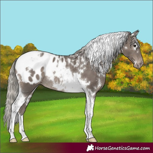 Horse Color:White Spotted Silver Black Tobiano Appaloosa Rabicano