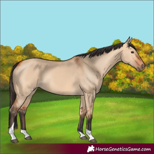 Horse Color:Bay Dun Tobiano Rabicano 