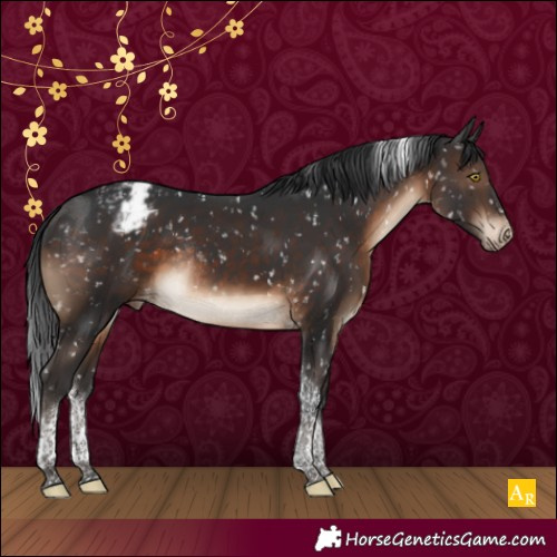 Horse Color:Brown Tobiano Appaloosa Rabicano