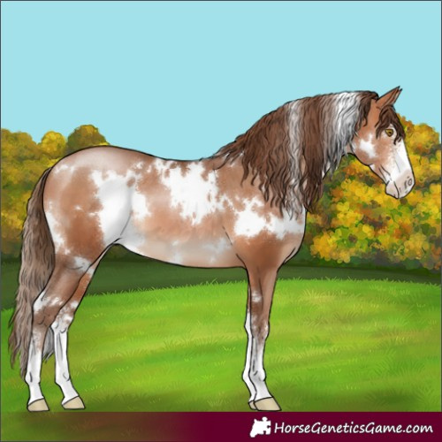 Horse Color:White Spotted Brown Pearl Sabino 