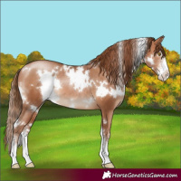 Horse Color:White Spotted Brown Pearl Sabino