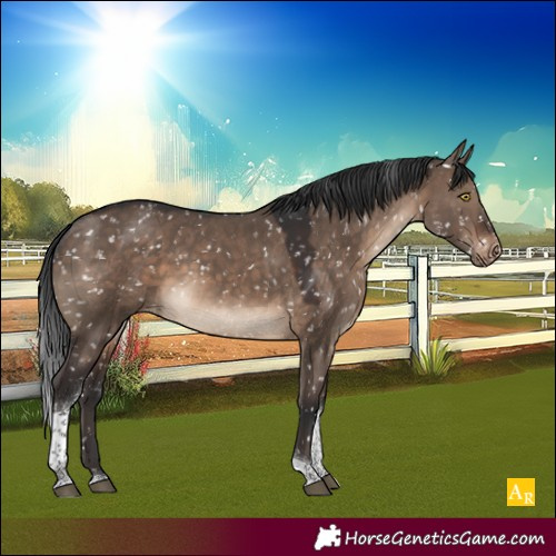 Horse Color:Brown Dun Tobiano Appaloosa 