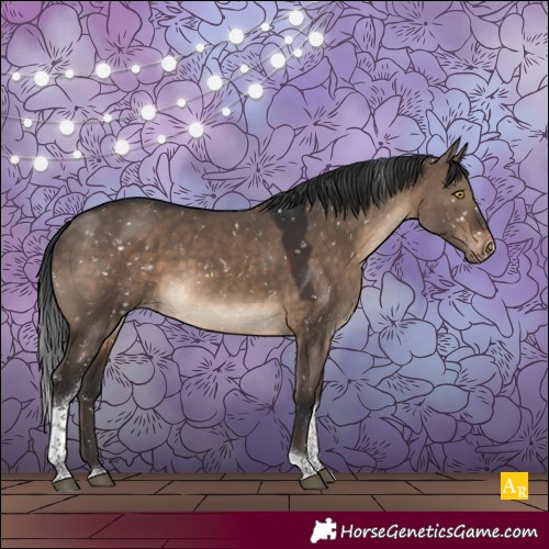Horse Color:Brown Dun Tobiano Appaloosa 