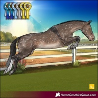 Horse Color:Brown Dun Tobiano Appaloosa 