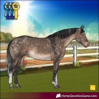 Horse Color:Brown Dun Tobiano Appaloosa 