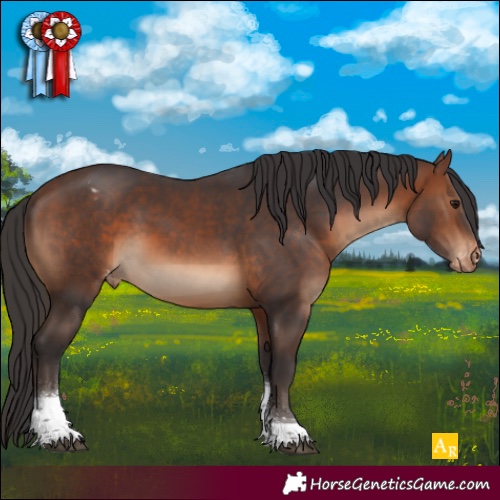 Horse Color:Brown Tobiano Appaloosa 