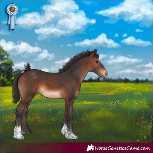Horse Color:Brown Tobiano Appaloosa 