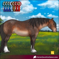 Horse Color:Brown Tobiano Appaloosa 