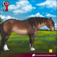 Horse Color:Brown Tobiano Appaloosa