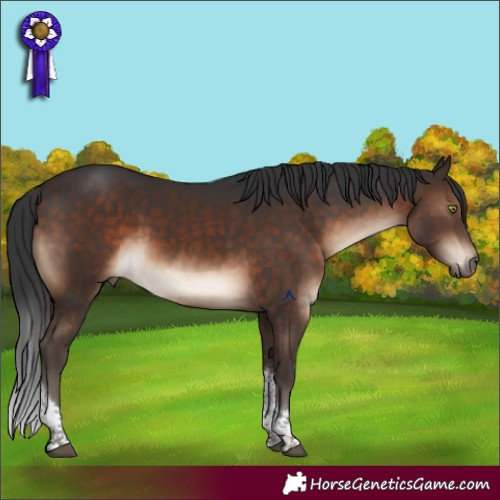 Horse Color:Brown Tobiano 