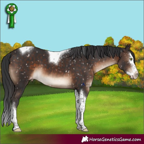 Horse Color:Brown Splash Tobiano Appaloosa 