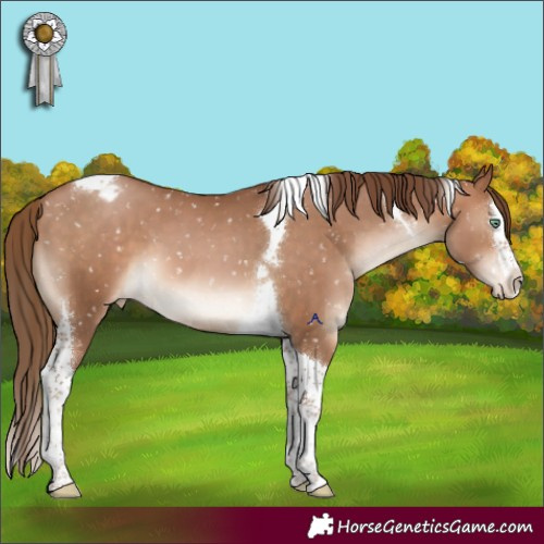 Horse Color:Brown Pearl Splash Tobiano Appaloosa 