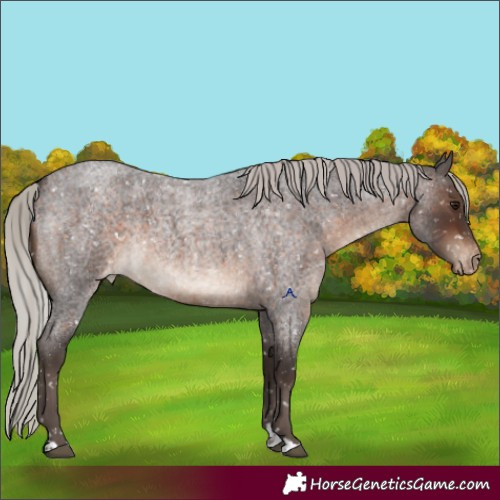 Horse Color:Silver Brown Roan Appaloosa 