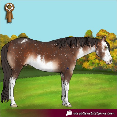 Horse Color:White Spotted Bay Appaloosa 