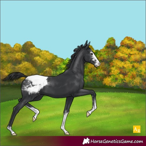Horse Color:Black Appaloosa 