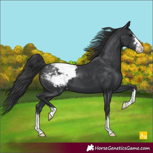 Horse Color:Black Snowcap 
