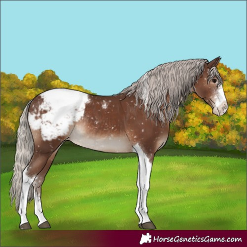 Horse Color:Silver Black Sabino Tobiano Appaloosa Rabicano 