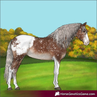 Horse Color:Silver Black Sabino Tobiano Snowcap Rabicano 