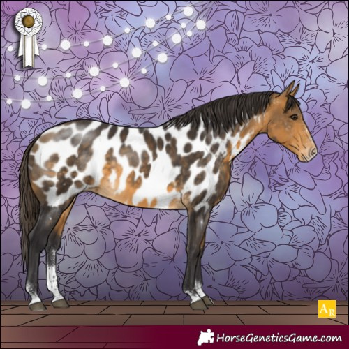 Horse Color:Buckskin Sabino Appaloosa 