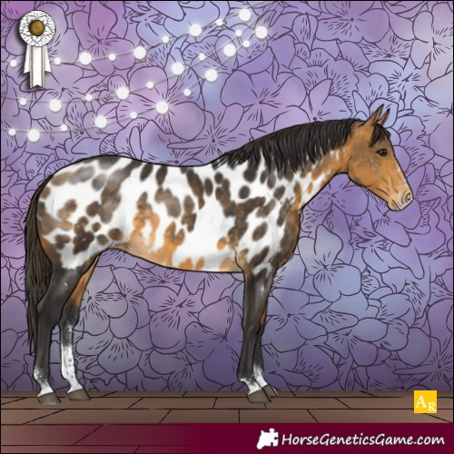 Horse Color:Buckskin Sabino Appaloosa 